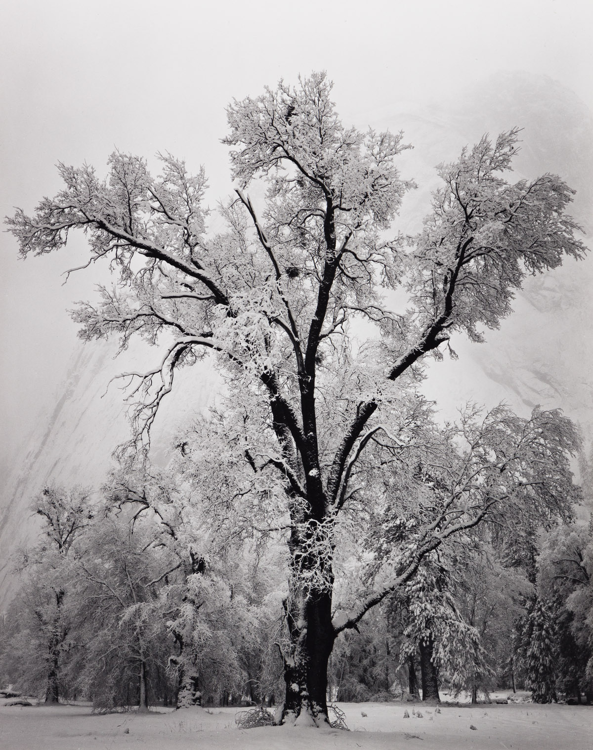 ANSEL ADAMS (1902-1984) Oaktree, Snowstorm, Yosemite Valley.